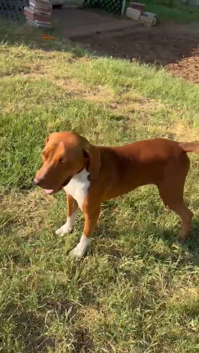 Enlarge Tux, a ADOPTABLE mixed breed in Media, PA video 6/6