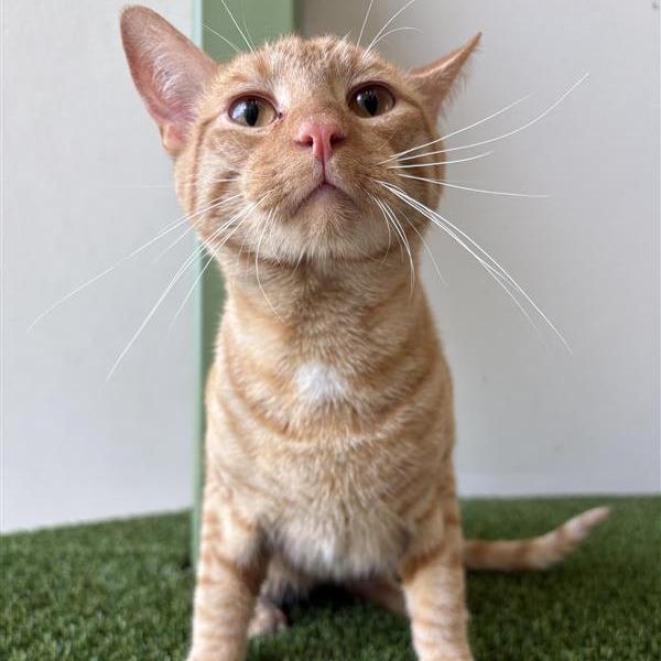 Boots, Adoptable, Adult Male Domestic Short Hair.
