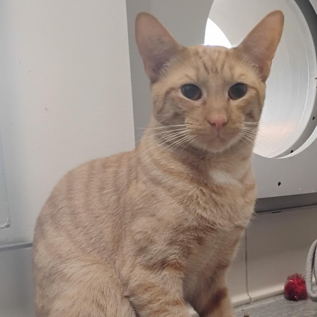 Boots, a Adoptable Domestic Short Hair in Bentonville, AR image 2/3