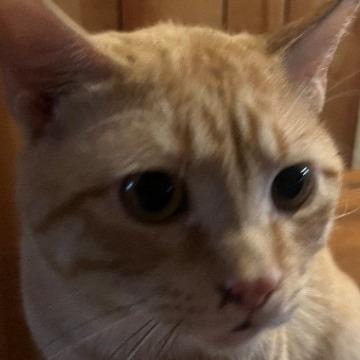Boots, a Adoptable Domestic Short Hair in Bentonville, AR image 3/3