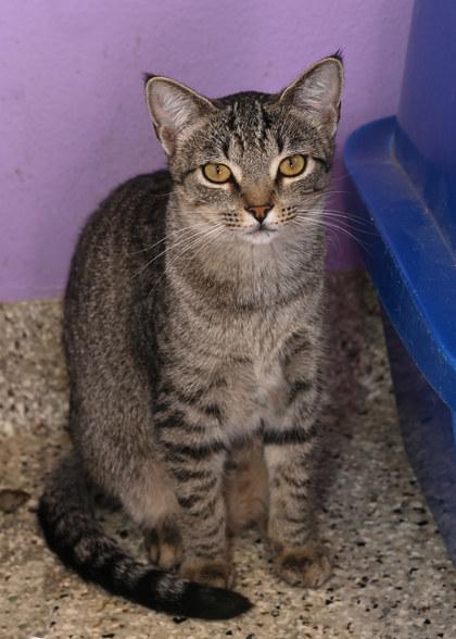 Maple, a Adoptable Domestic Short Hair in Baton Rouge, LA image 1/2