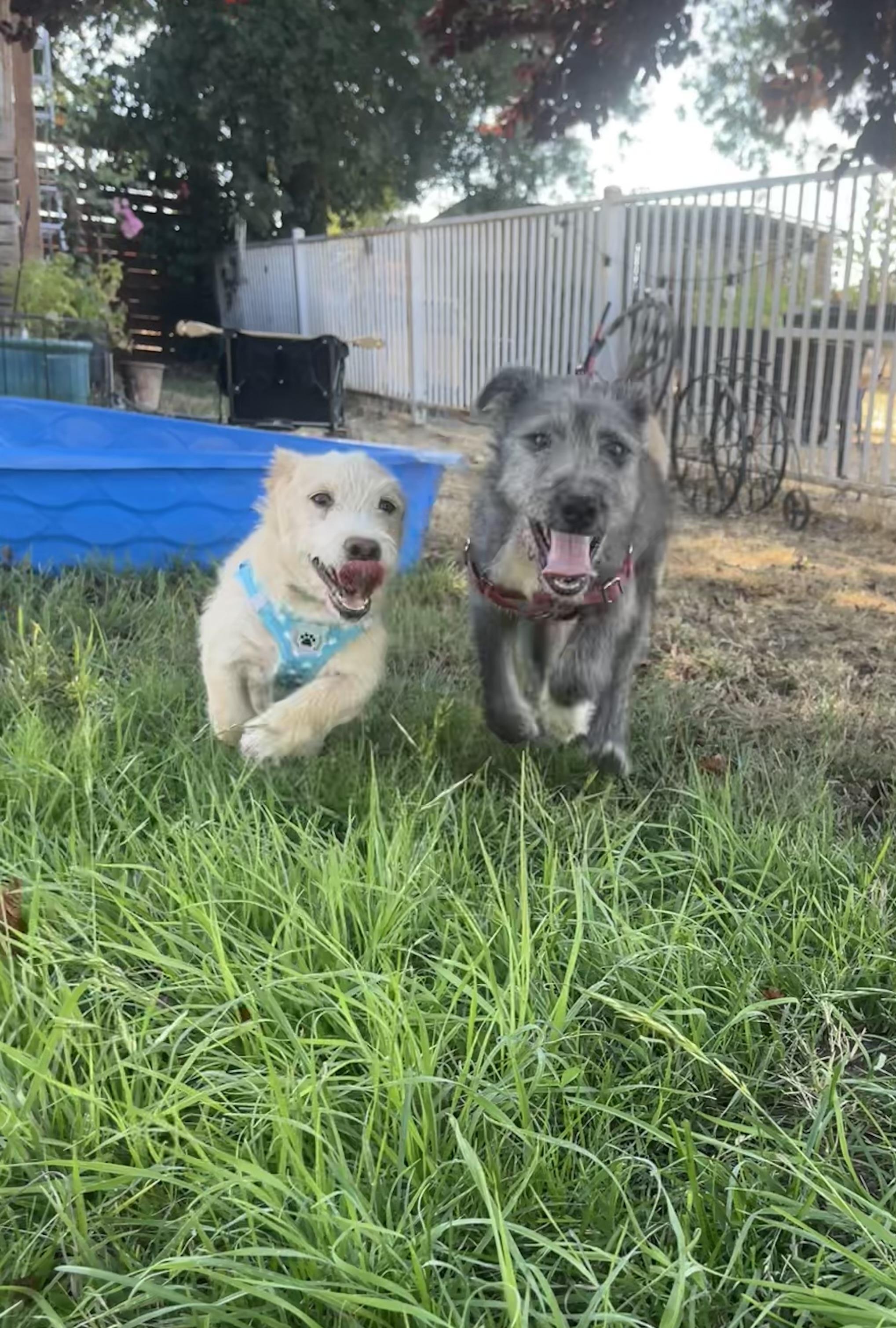 Enlarge Skipper, a Adopted mixed breed in stockton, CA image 3/5