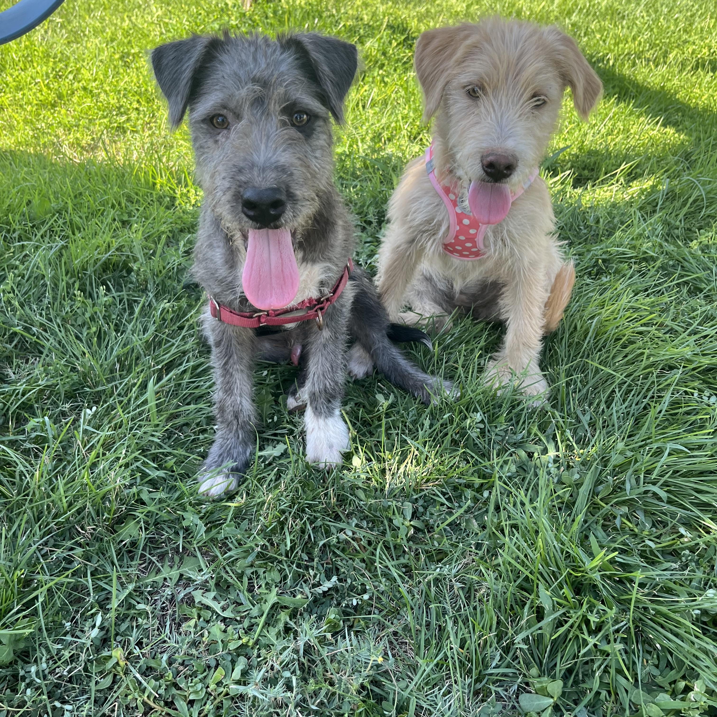 Enlarge Skipper, a Adopted mixed breed in stockton, CA image 5/5