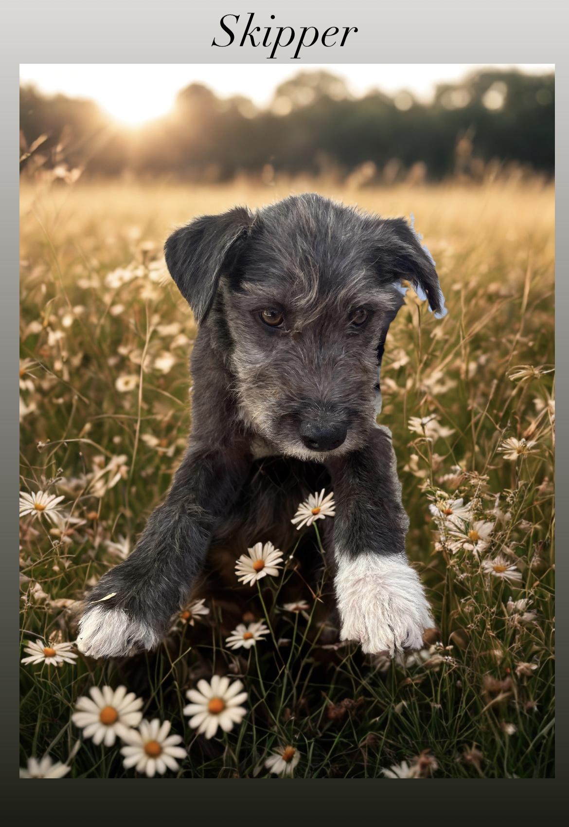 Enlarge Skipper, a Adopted mixed breed in stockton, CA image 1/5