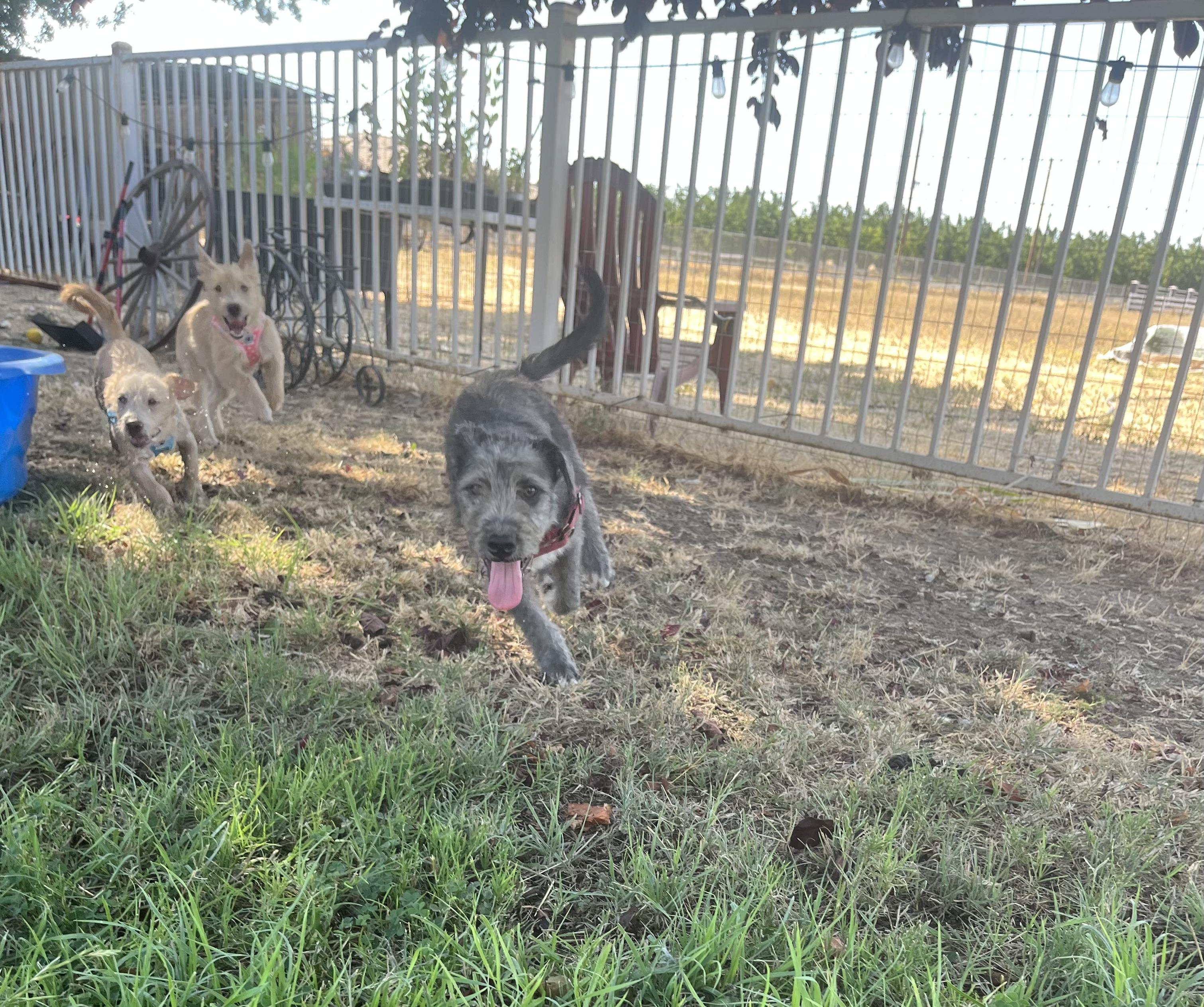 Enlarge Skipper, a Adopted mixed breed in stockton, CA image 4/5