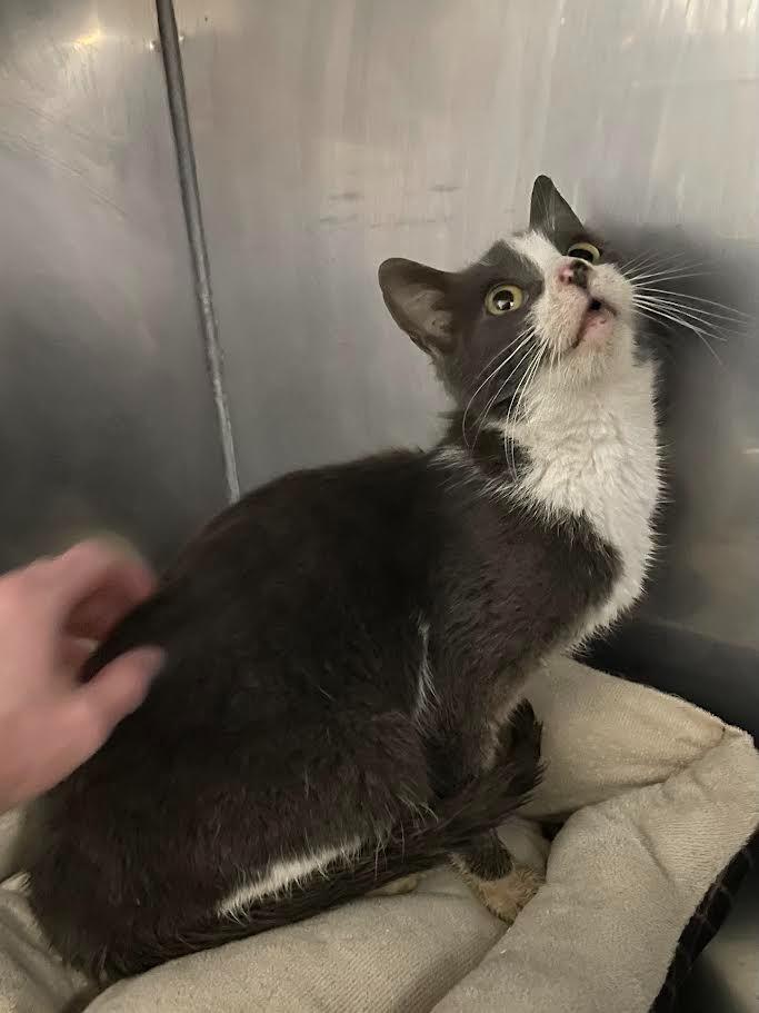 Blush, Adoptable, Young Female Domestic Short Hair.