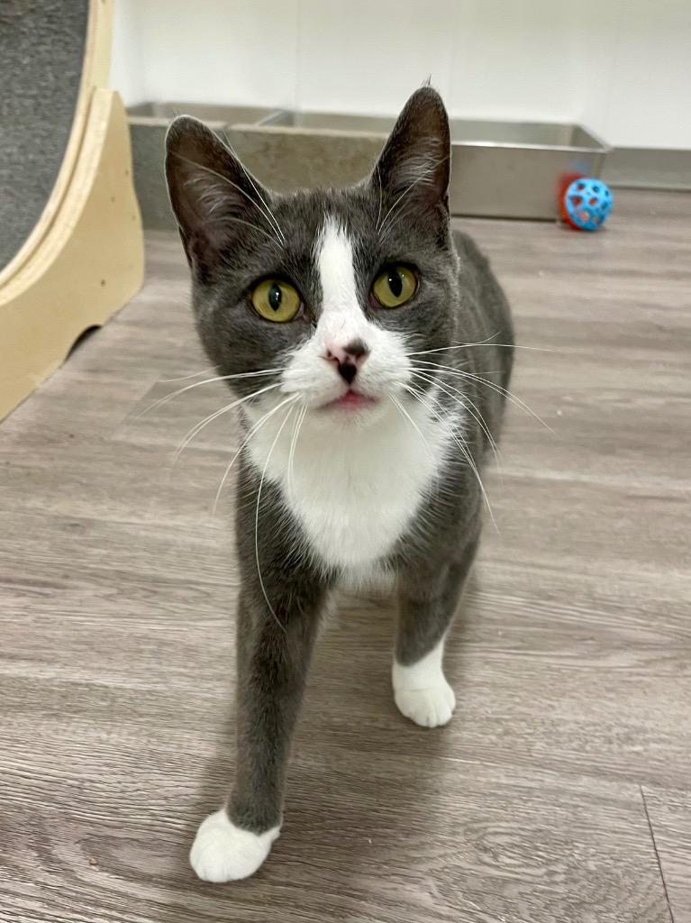 Blush, Adoptable, Young Female Domestic Short Hair.