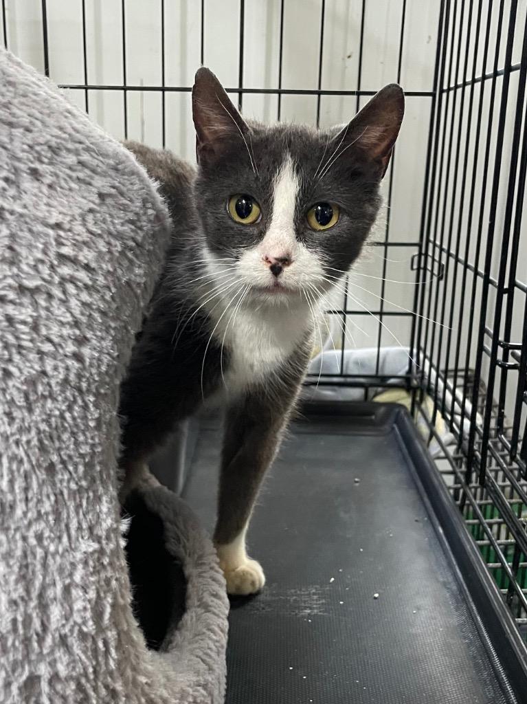 Blush, a Adoptable mixed breed in Glenfield, NY image 3/6