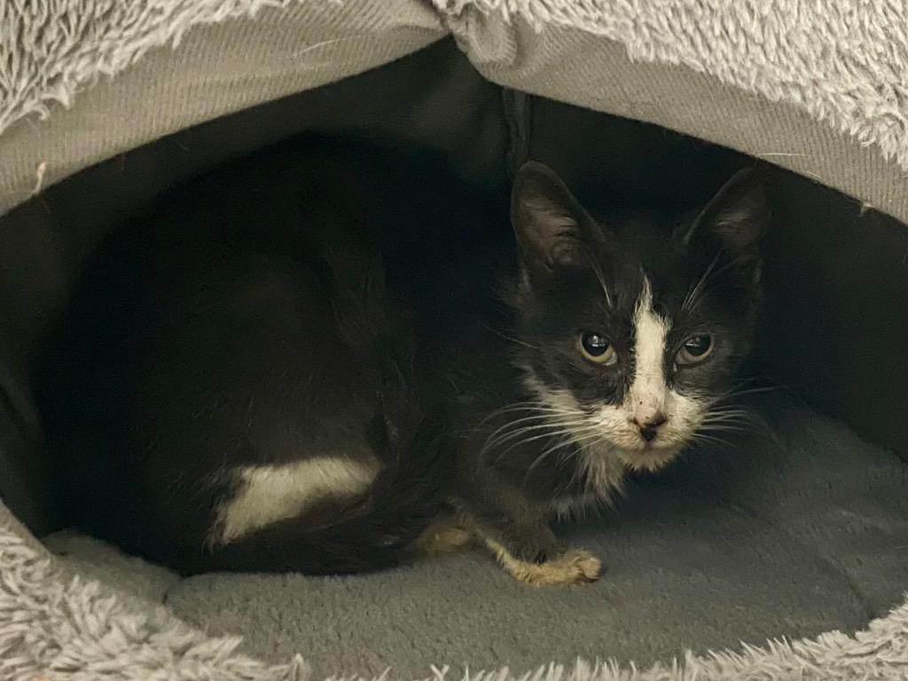 Blush, a Adoptable mixed breed in Glenfield, NY image 2/6