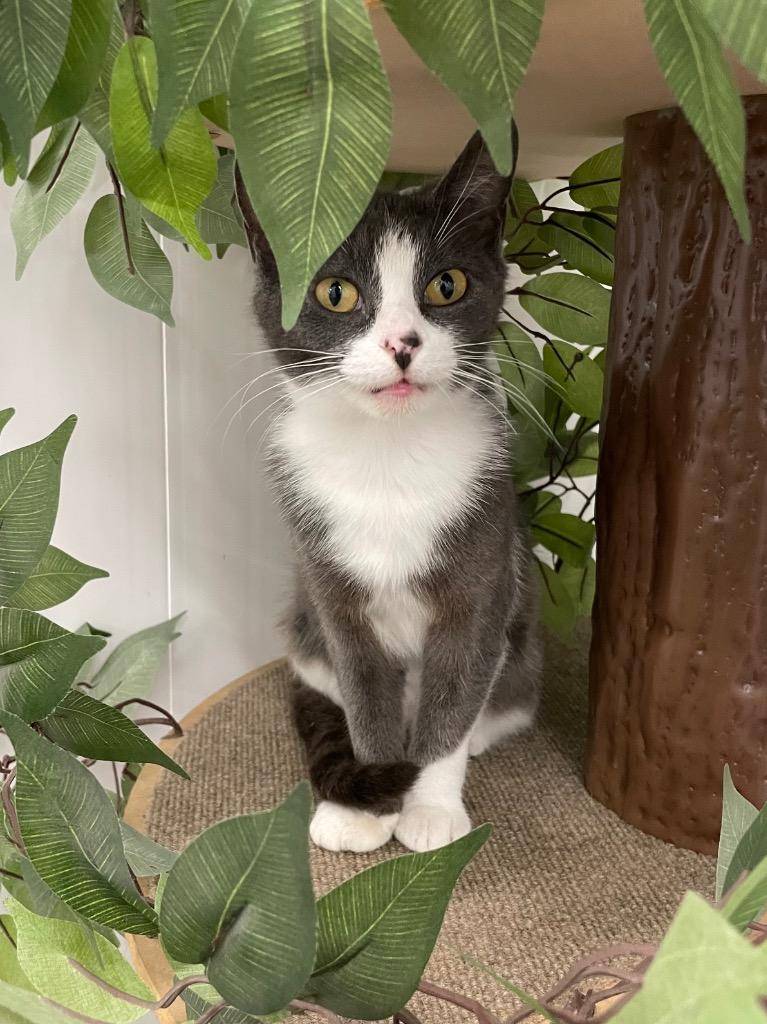 Blush, a Adoptable mixed breed in Glenfield, NY image 3/6