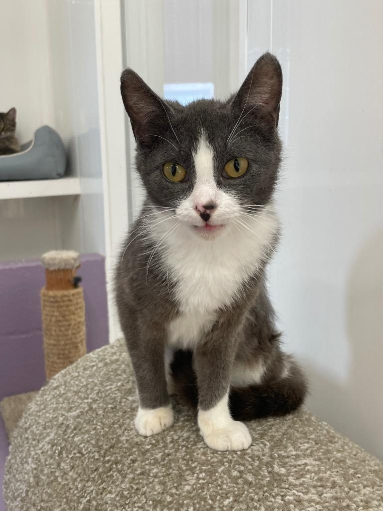 Blush, a Adoptable mixed breed in Glenfield, NY image 6/6