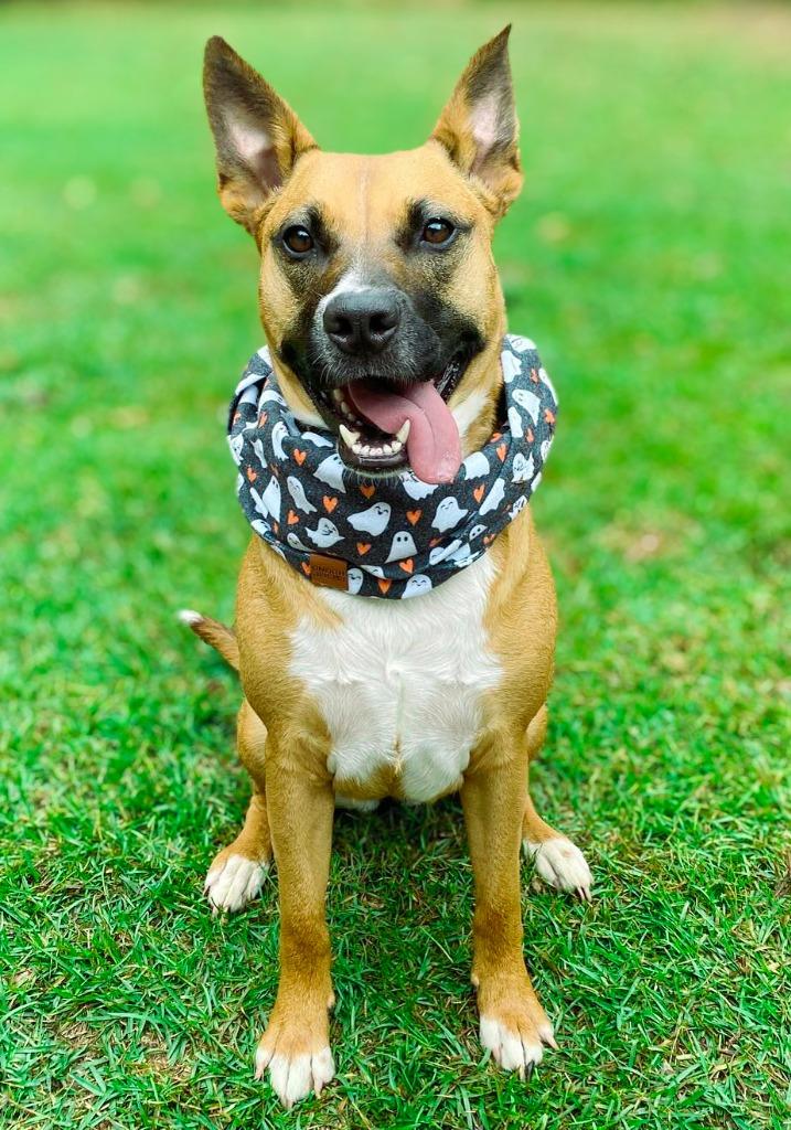 Java, Adoptable, Adult Female Hound & Mixed Breed.