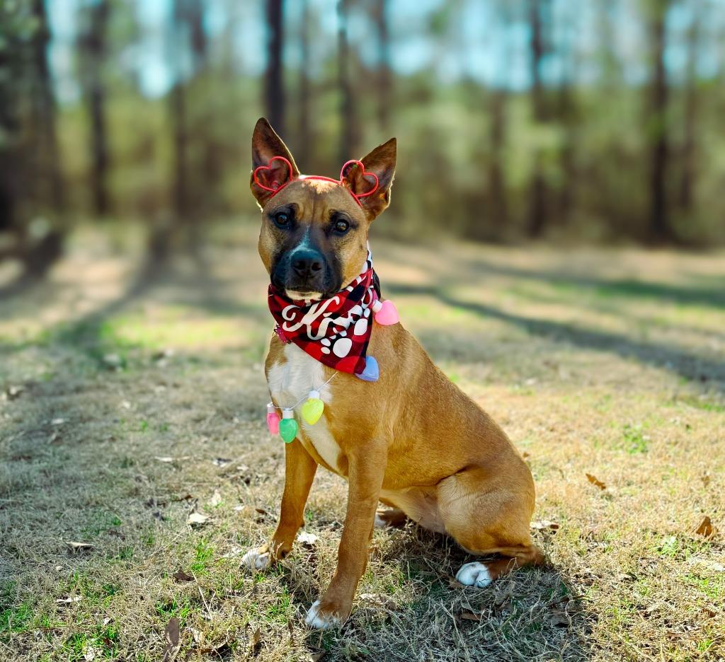 Java, a Adoptable mixed breed in Macon, GA image 3/6