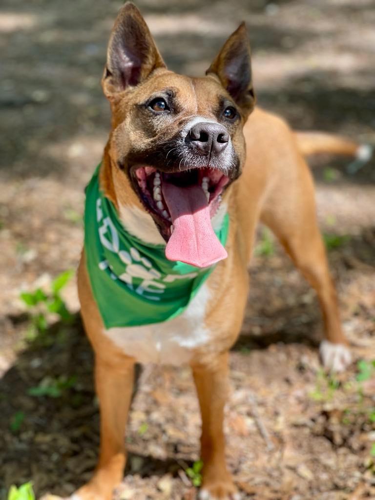 Java, a Adoptable mixed breed in Macon, GA image 5/6