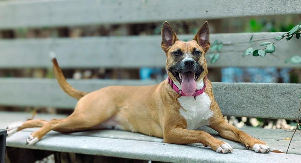Java, a Adoptable mixed breed in Macon, GA image 6/6