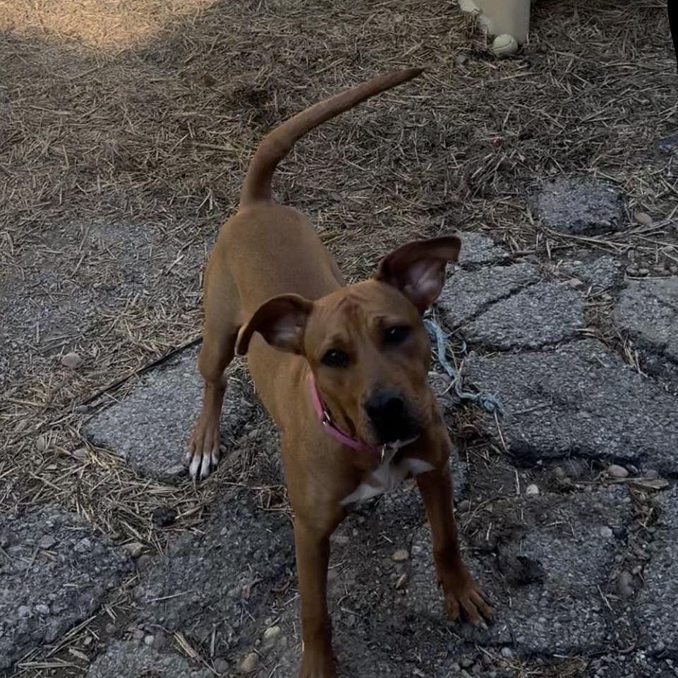 Sally, Young Female Labrador Retriever