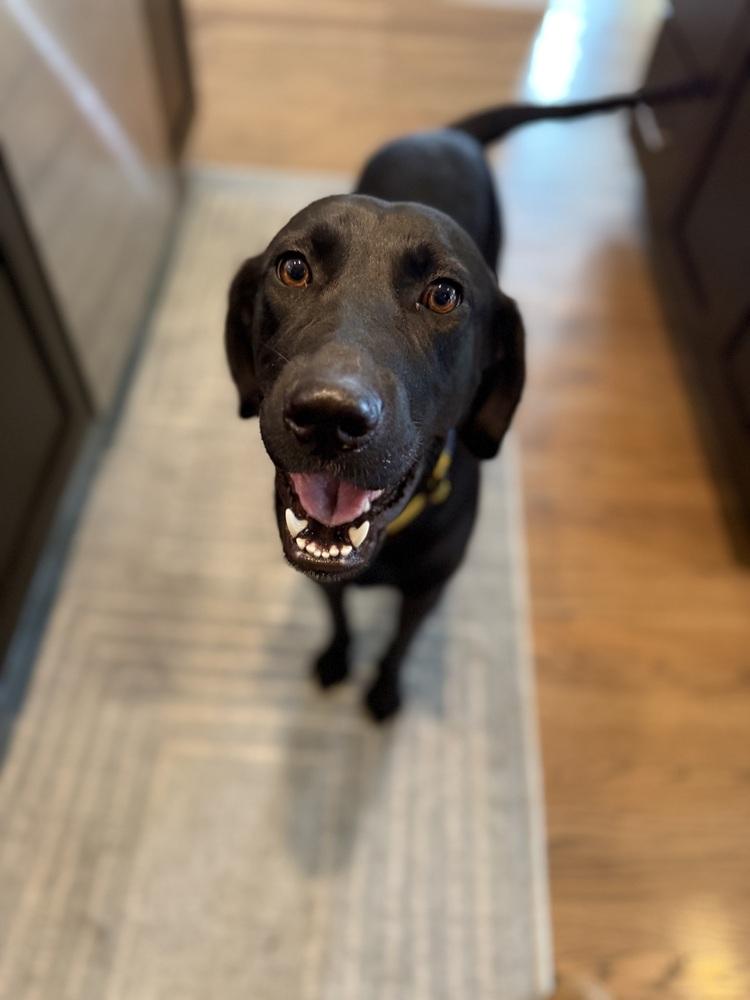 Enlarge Tanti / Mama Betty, a Adopted mixed breed in Broomfield, CO image 1/6