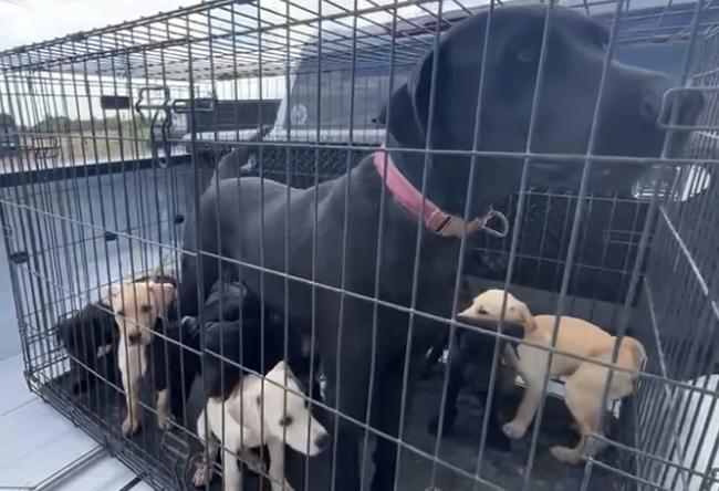 Enlarge Tanti / Mama Betty, a Adopted mixed breed in Broomfield, CO image 2/6