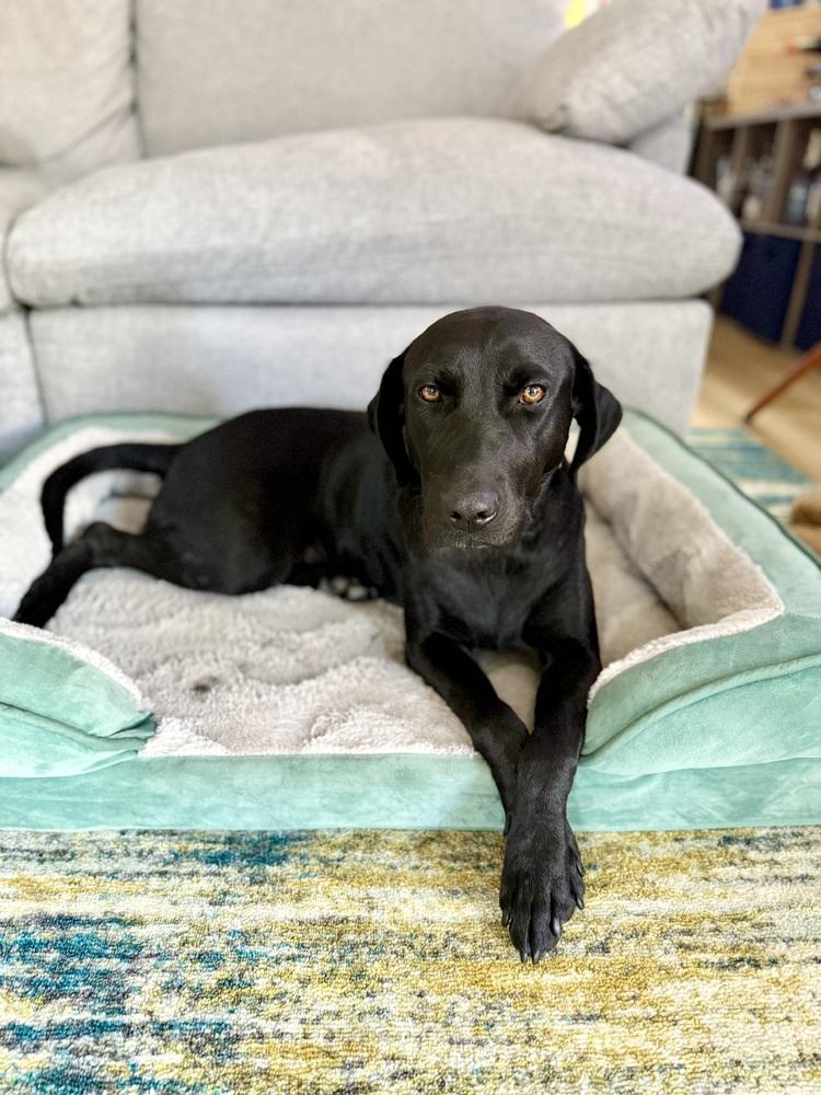 Enlarge Tanti / Mama Betty, a Adopted mixed breed in Broomfield, CO image 4/6