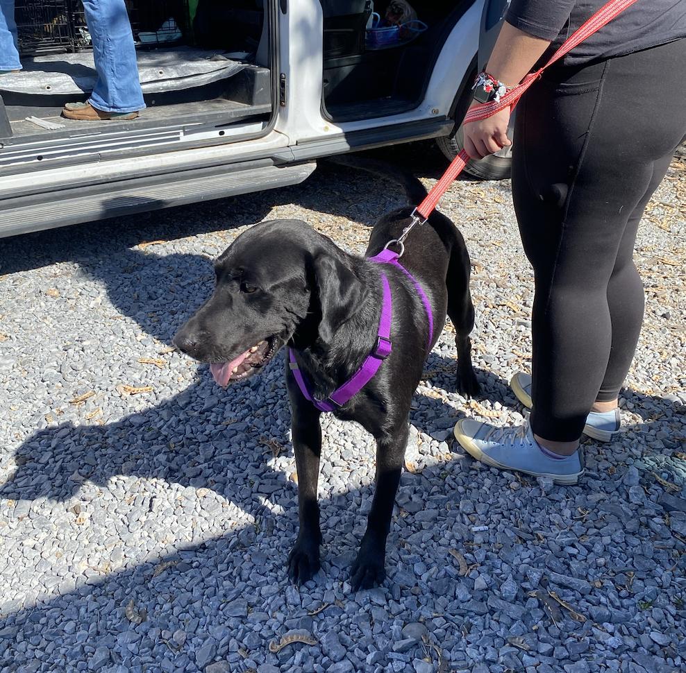 Enlarge Tanti / Mama Betty, a Adopted mixed breed in Broomfield, CO image 5/6