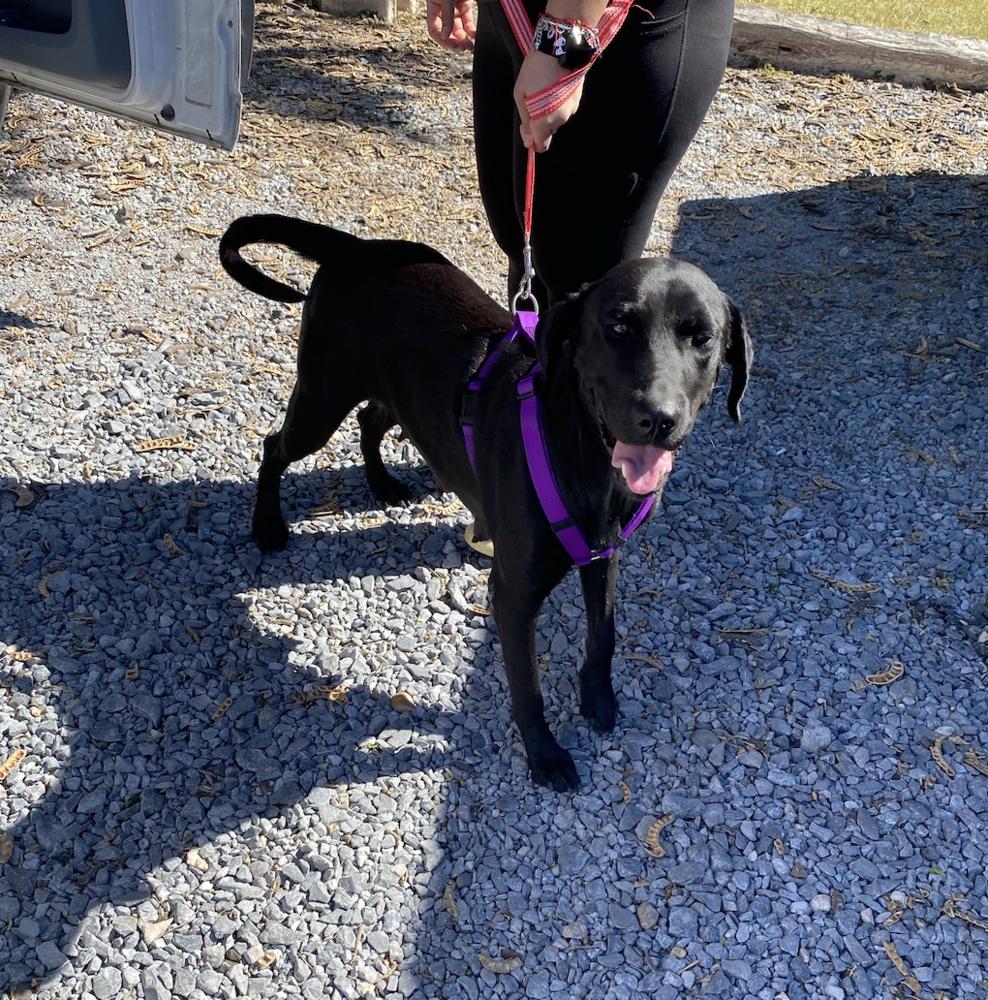 Enlarge Tanti / Mama Betty, a Adopted mixed breed in Broomfield, CO image 6/6