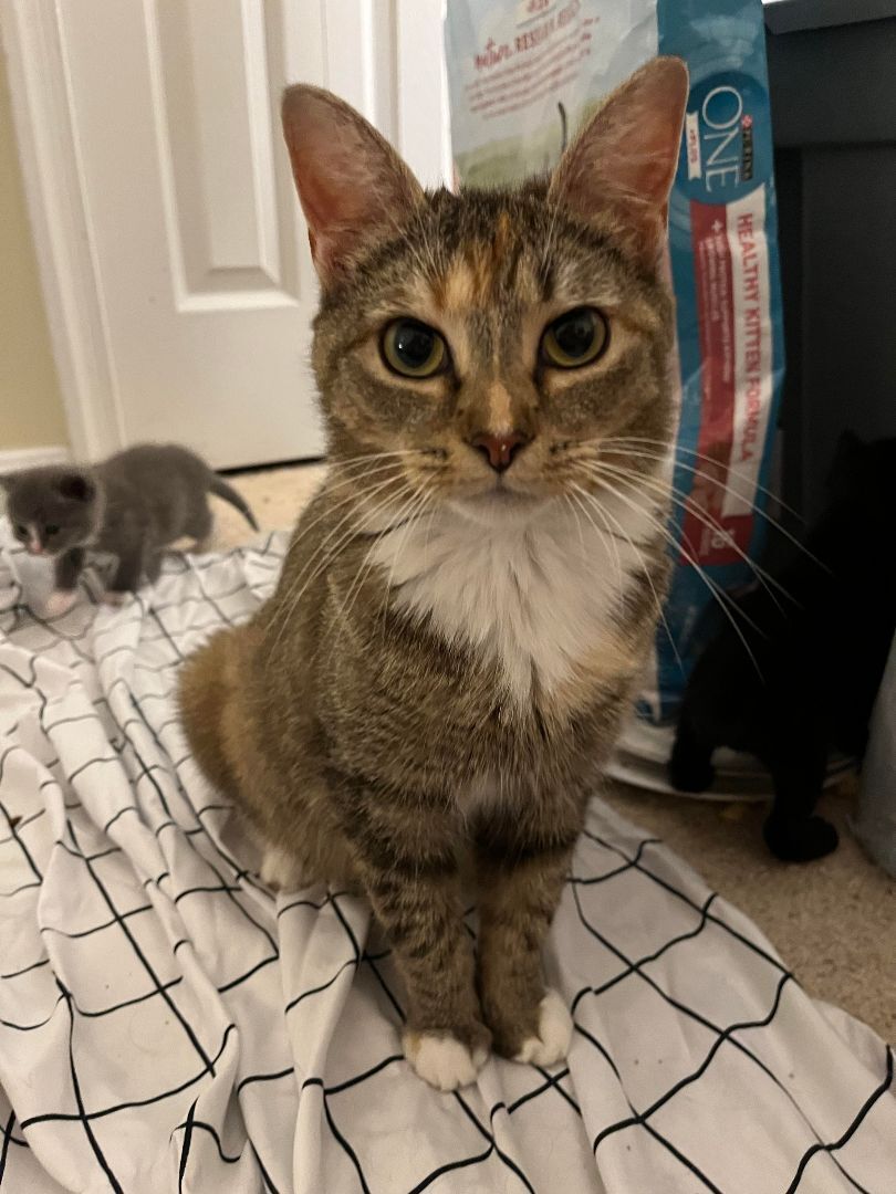 Blossom & Bed Cat, Adoptable, Adult Female American Shorthair.