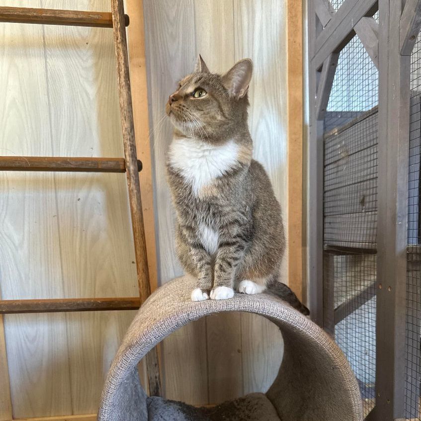 Enlarge Blossom & Bed Cat, a Adoptable American Shorthair in Ashburn, VA image 2/6