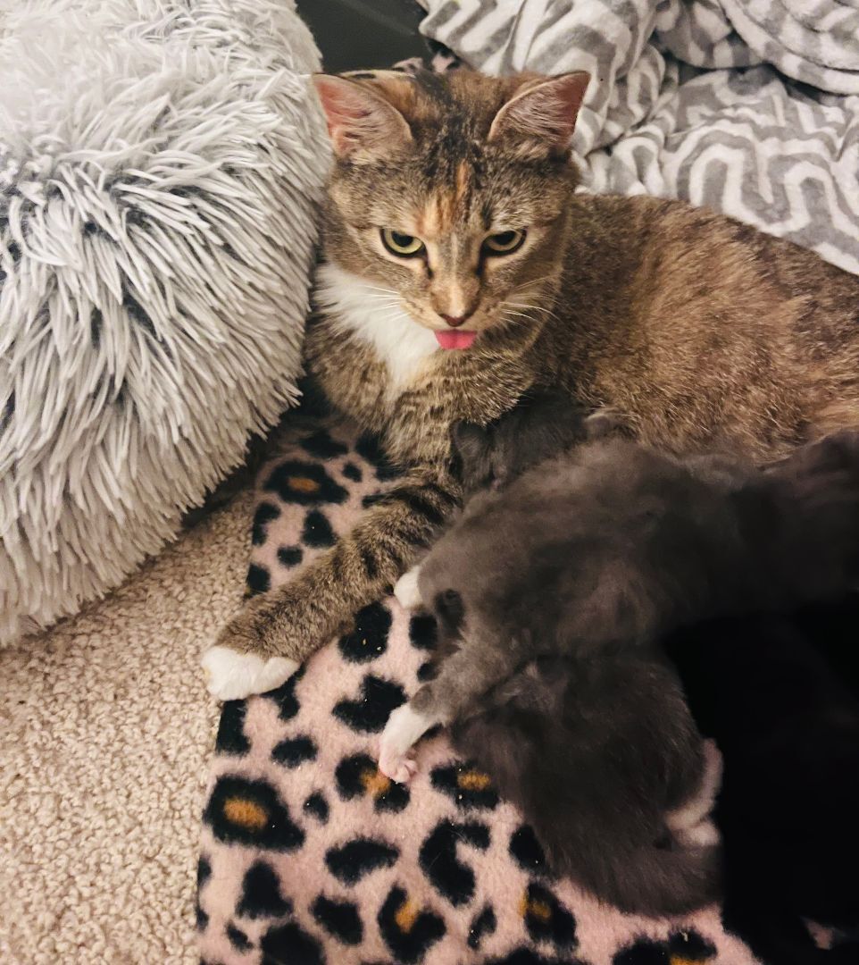 Enlarge Blossom & Bed Cat, a Adoptable American Shorthair in Ashburn, VA image 3/6