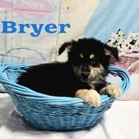 Bryer, ADOPTABLE, Puppy Male Mixed Breed.