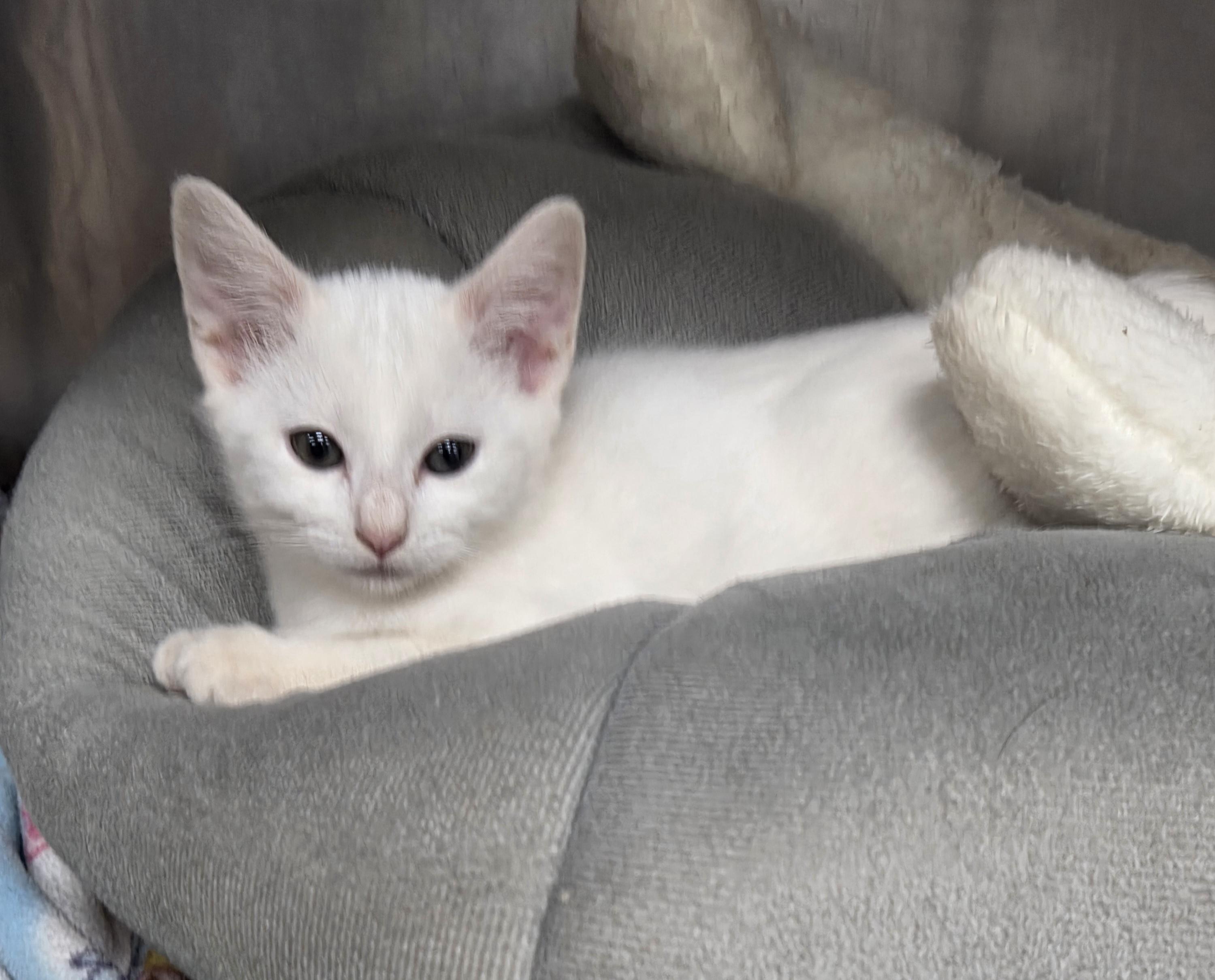 Blanch, adopted, Kitten Female Domestic Short Hair.