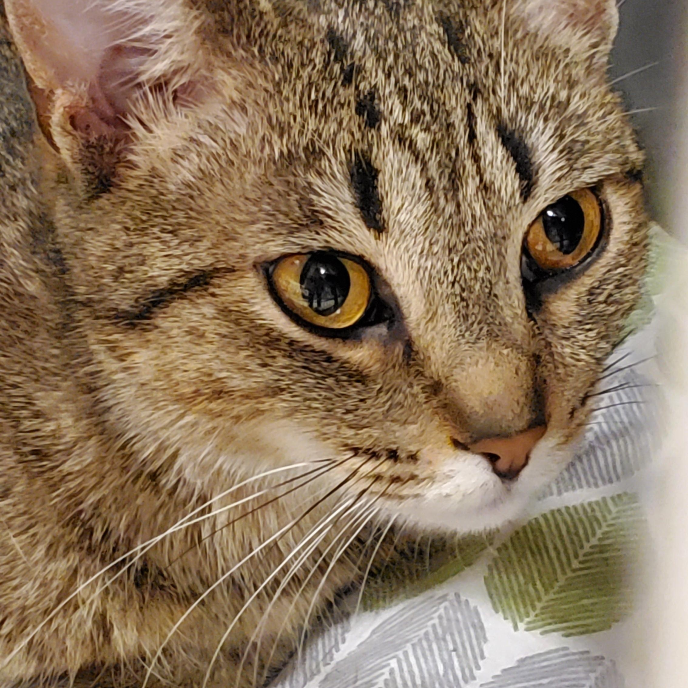 Susie , ADOPTABLE, Kitten Female Tabby.