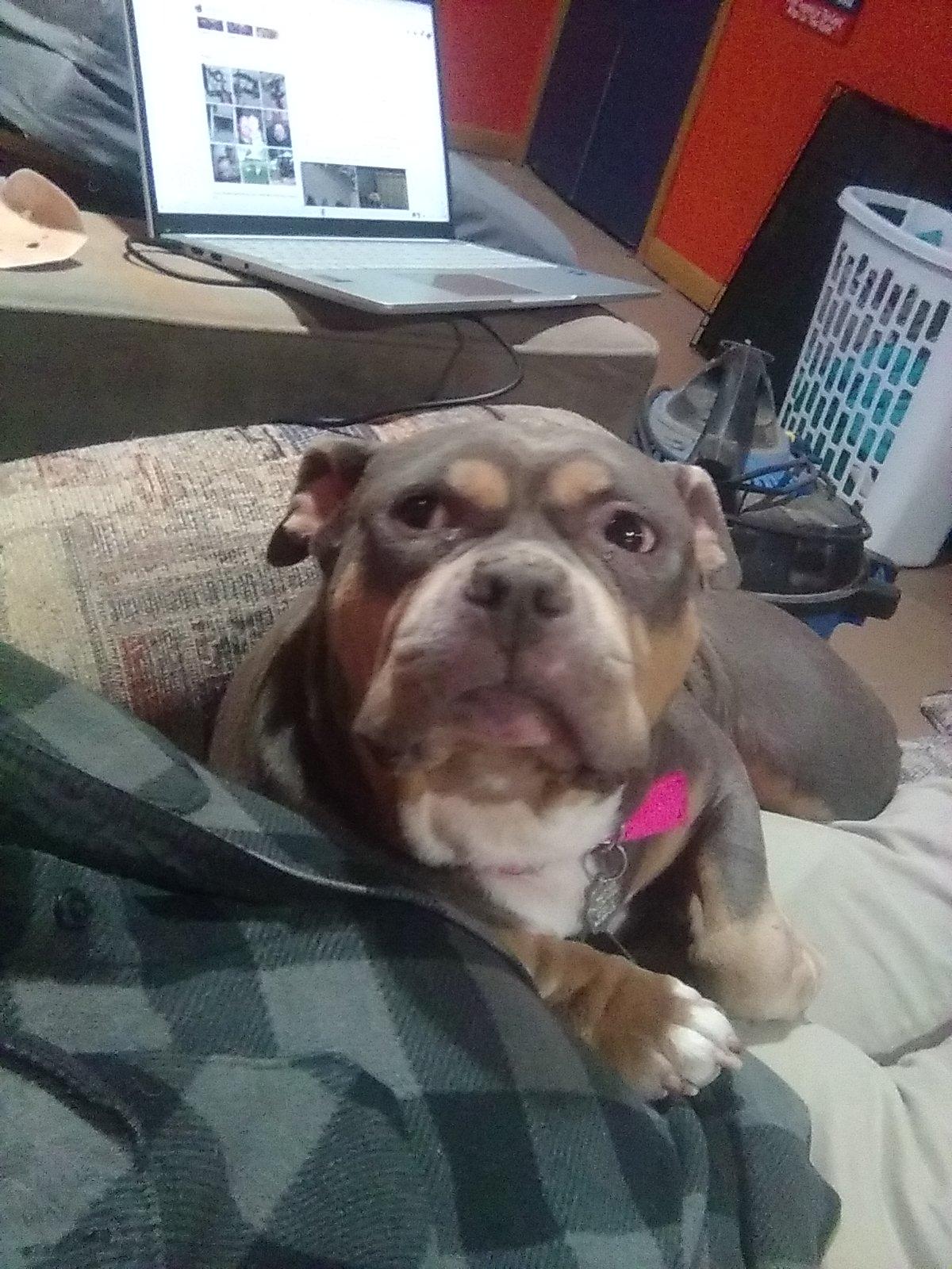 Enlarge Yasha, a ADOPTABLE mixed breed in Oxford, MI image 5/6