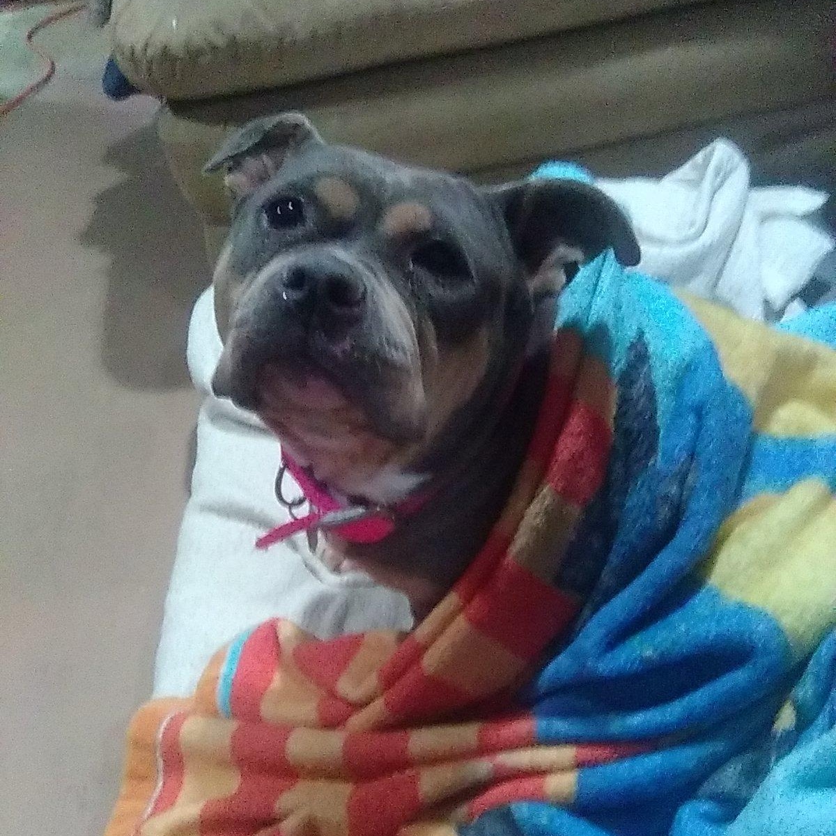 Yasha, ADOPTABLE, Senior Female Bulldog & Mixed Breed.