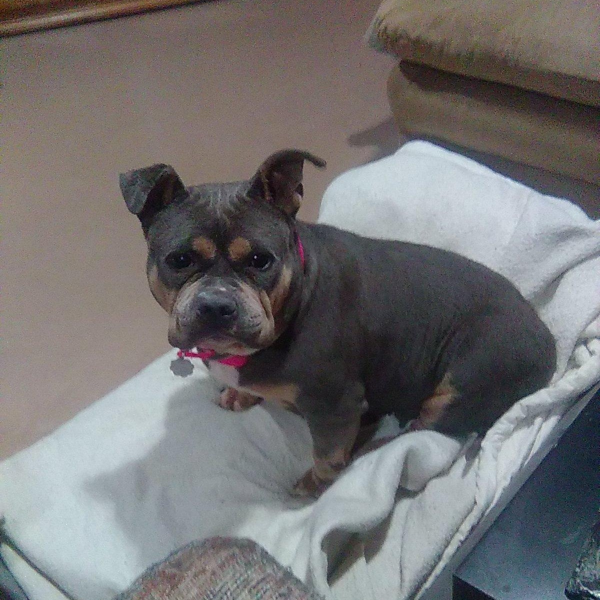 Enlarge Yasha, a ADOPTABLE mixed breed in Oxford, MI image 3/6