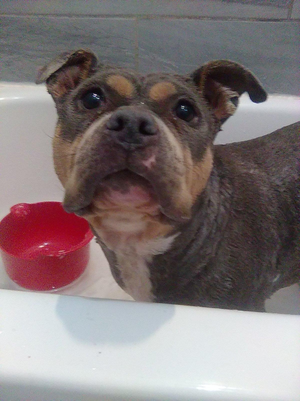 Enlarge Yasha, a ADOPTABLE mixed breed in Oxford, MI image 4/6