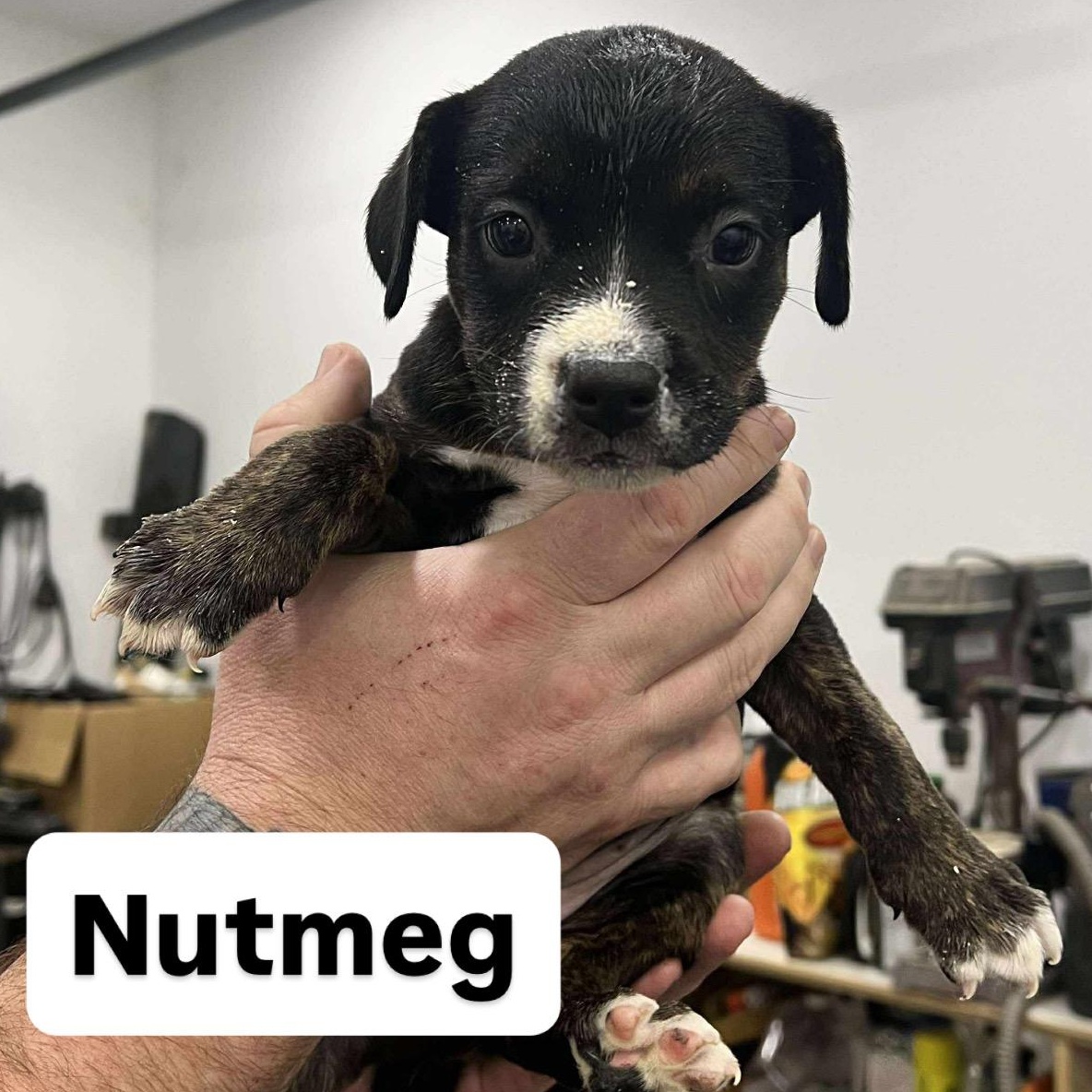Nutmeg, Adoptable, Puppy Female Pit Bull Terrier.