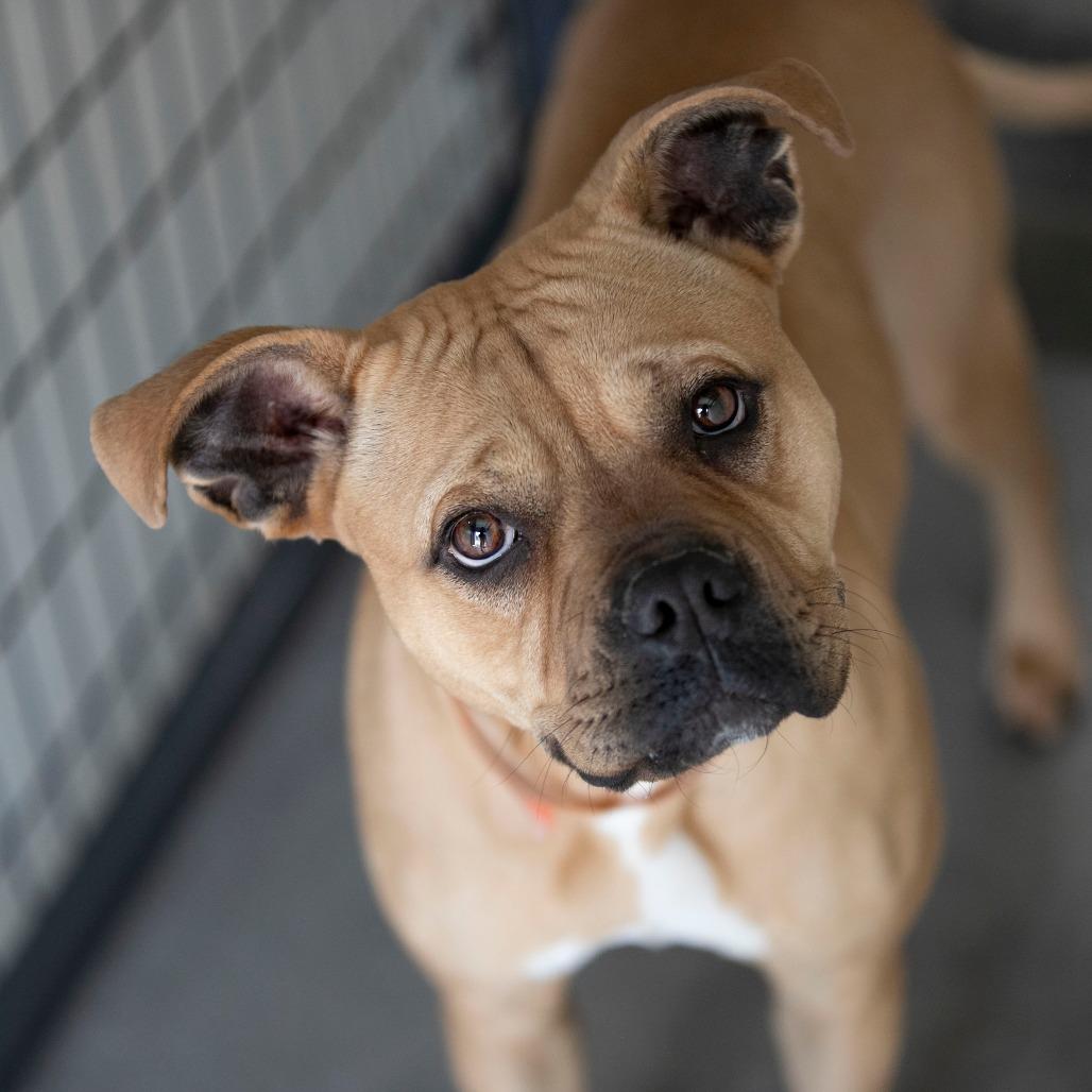 Apple Pie (MY26-12), Adoptable, Adult Female Staffordshire Bull Terrier.