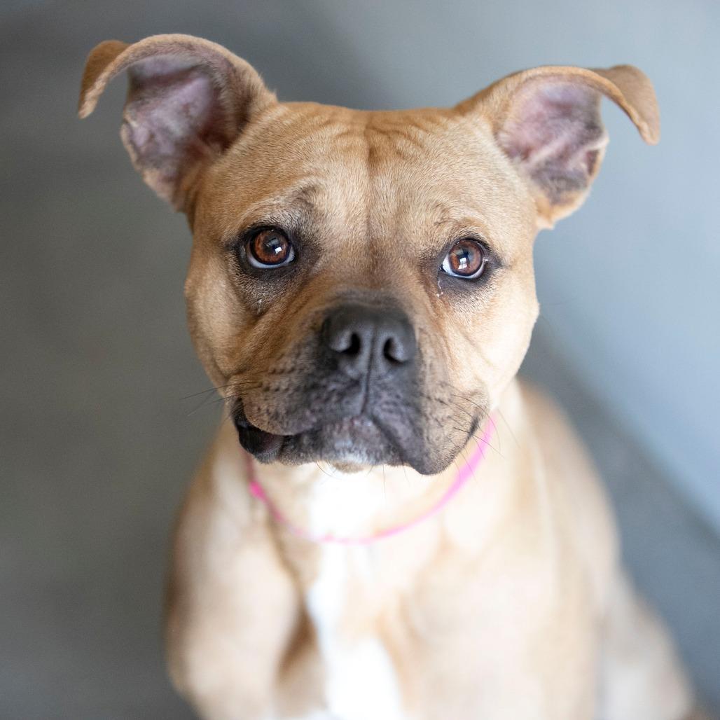 Apple Pie (MY26-12), a Adoptable Staffordshire Bull Terrier in Peyton, CO image 2/6