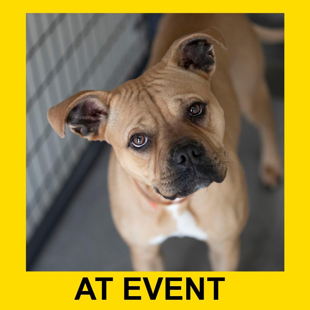 Apple Pie (MY26-12), a Adoptable Staffordshire Bull Terrier in Peyton, CO image 3/6