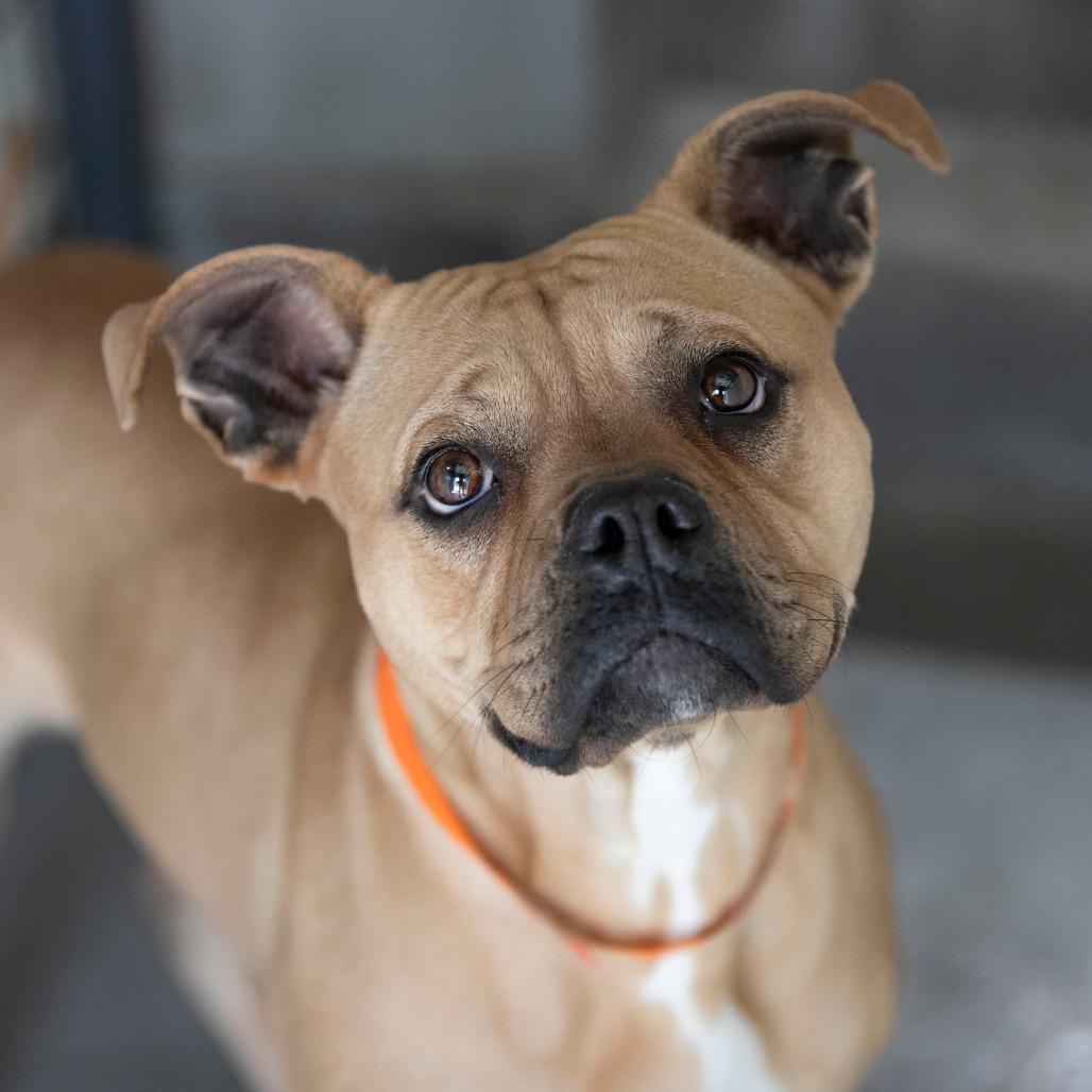Apple Pie (MY26-12), a Adoptable Staffordshire Bull Terrier in Peyton, CO image 4/6