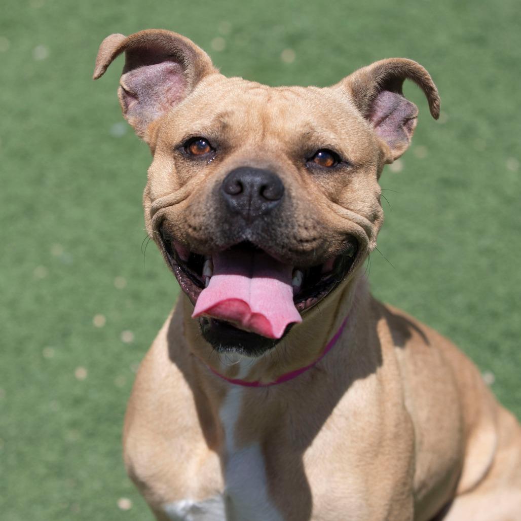 Apple Pie (MY26-12), a Adoptable Staffordshire Bull Terrier in Peyton, CO image 4/6