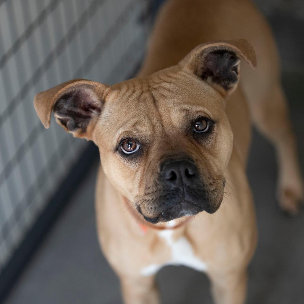 Apple Pie (MY26-12), a Adoptable Staffordshire Bull Terrier in Peyton, CO image 5/6
