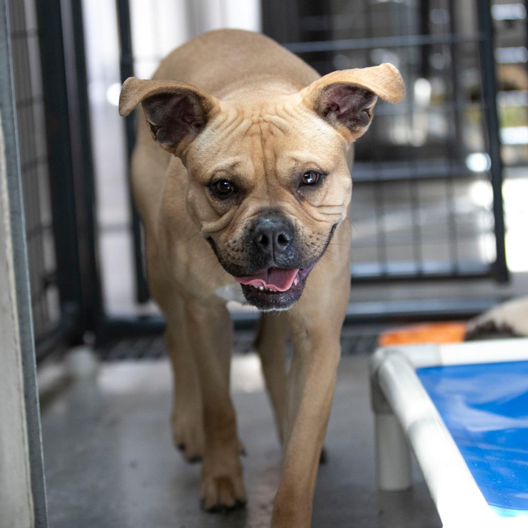 Apple Pie (MY26-12), a Adoptable Staffordshire Bull Terrier in Peyton, CO image 6/6