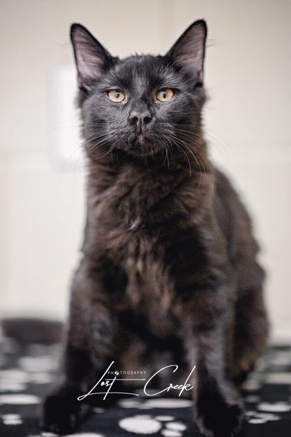 Nightrider, Adoptable, Kitten Male Domestic Long Hair & Domestic Short Hair.
