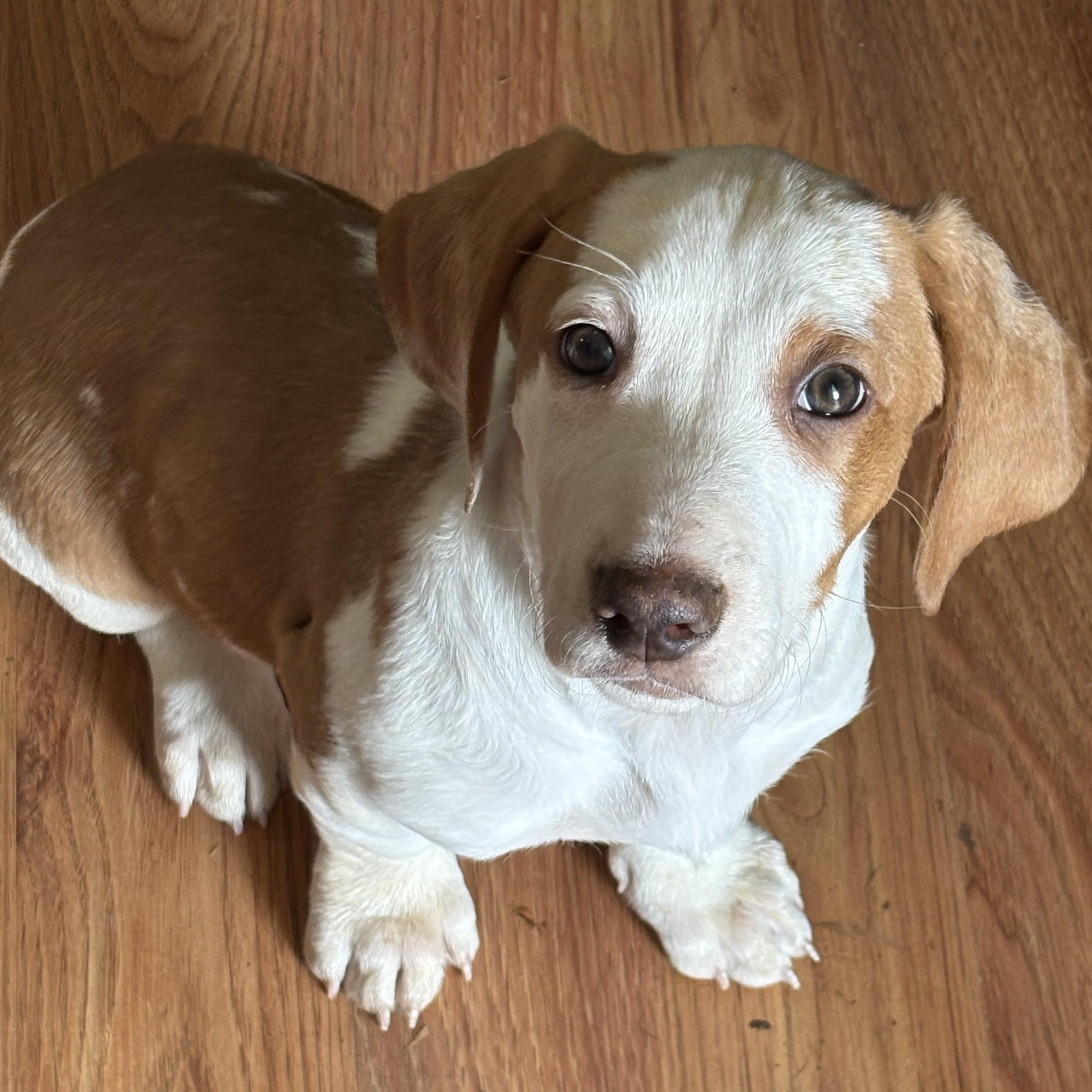 Enlarge Waylon, an adopted Basset Hound in Knoxville, TN image 1/2
