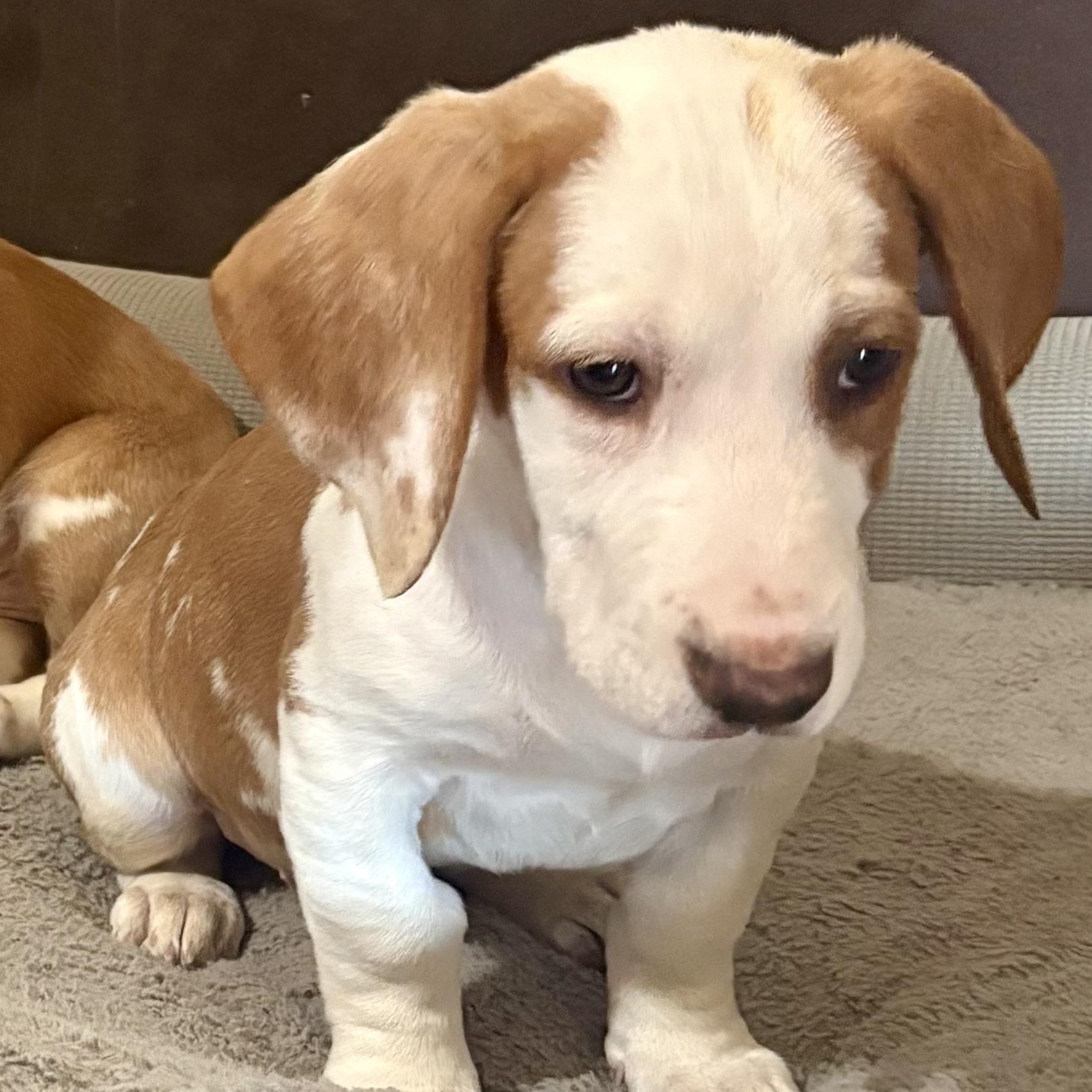 Enlarge Waylon, an adopted Basset Hound in Knoxville, TN image 2/2