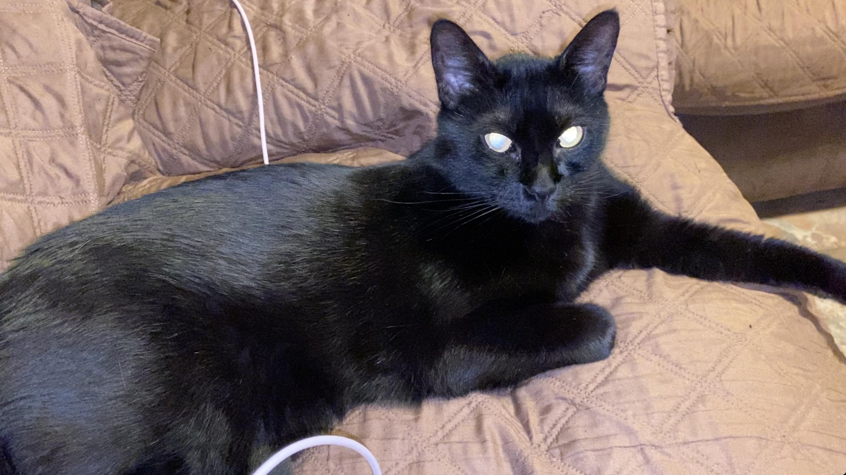 Enlarge Franklin (Frankie), a ADOPTABLE mixed breed in Metairie, LA image 3/4