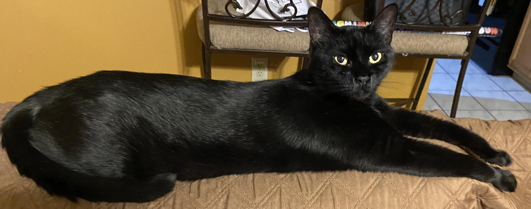 Franklin (Frankie), ADOPTABLE, Adult Male Bombay & Domestic Short Hair.