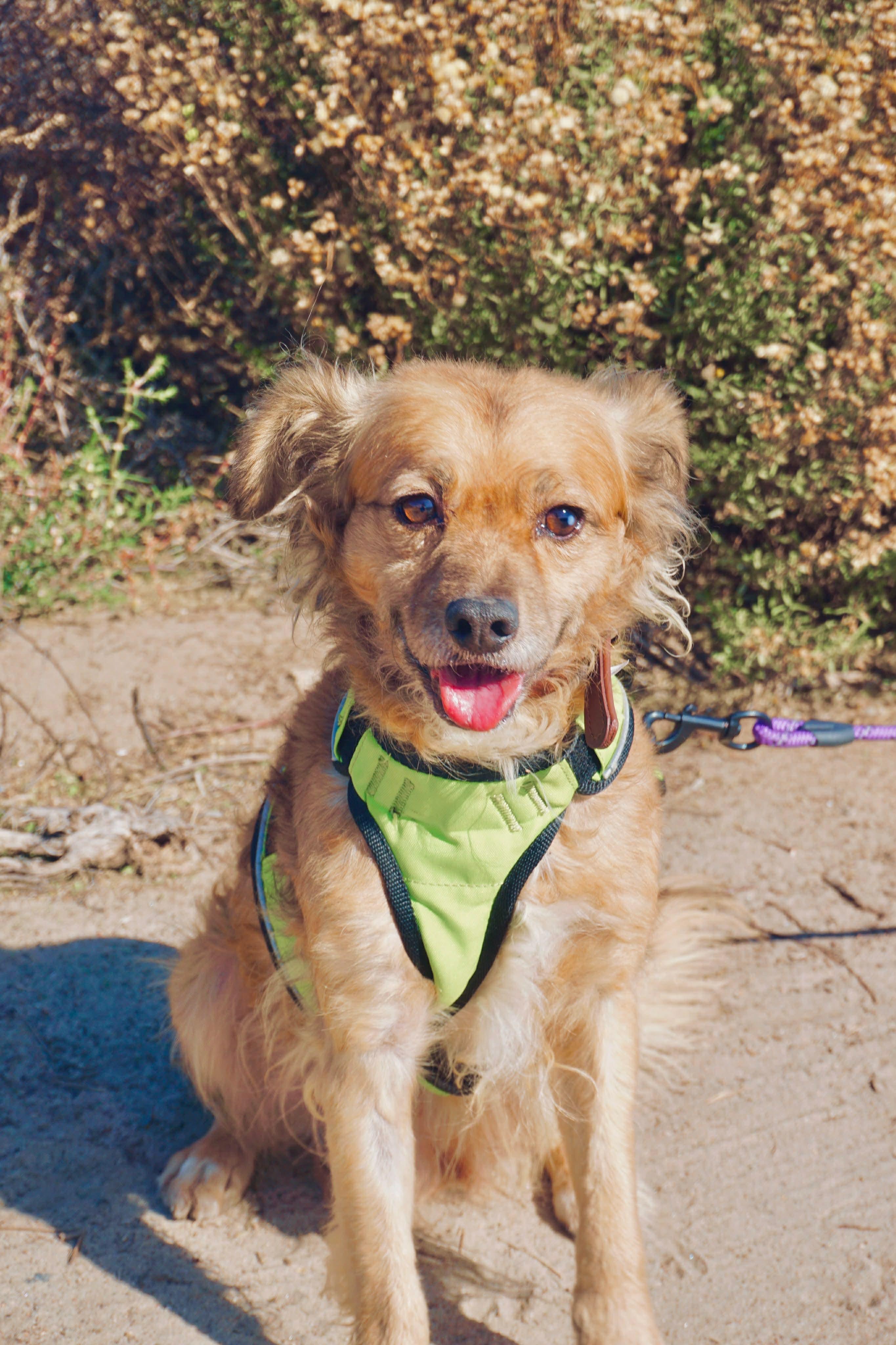 Enlarge Maxwell, an adopted mixed breed in San Diego, CA image 1/1