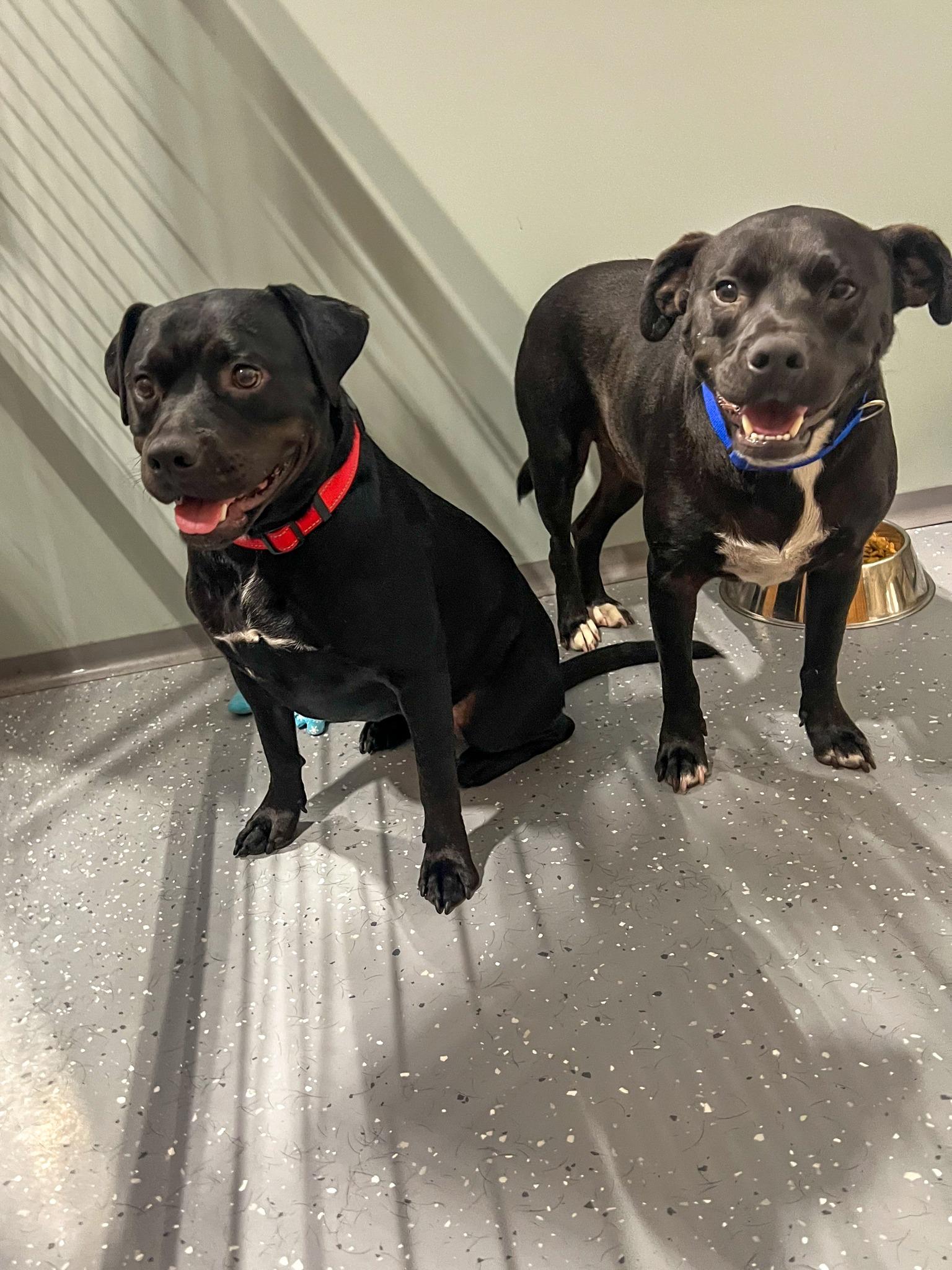 Tonya and Tango